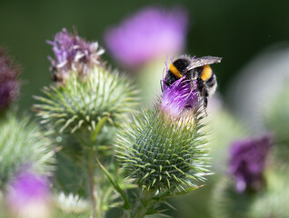 Native British bee covered in pollen forraging head first in a bright purple thistle