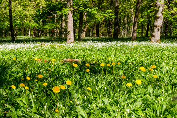 Dandelions and wild garlic flowers on a sunny meadow