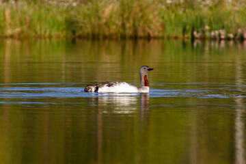 Red-throated loon swim in a pond