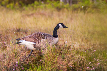 Canada goose walking on a bog