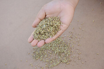 brown coriander seed hold on hand over out of focus brown background.