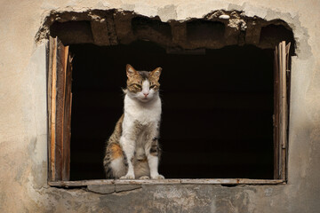 Feral cat in an old dilapidated house 