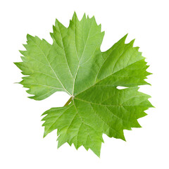 Leaf of grape