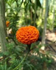 orange flower in the forest