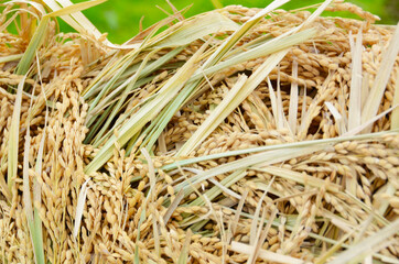 稲穂