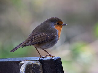 Isolated robin on park bench with bokeh background