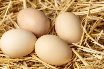 Fresh chicken eggs on a straw close-up. Farmed organic eggs.