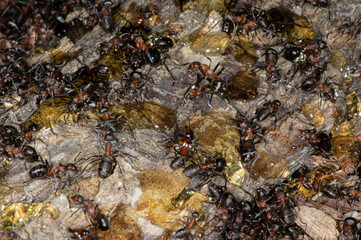 Ant world