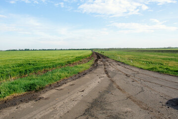 Fototapeta premium road in the field