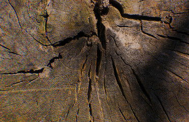 Rotten wood texture