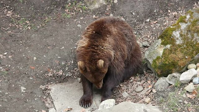 Wild brown bear, ursus arctos sitting and scratch on ground. Top view