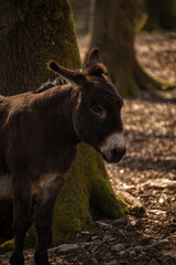 Fototapeta premium donkey in a forest close up
