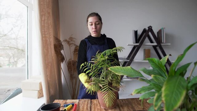 a young Caucasian woman leads a video blog, tells how to transplant houseplants. in front of an indoor flower palm tree and splits about its damages and diseases.