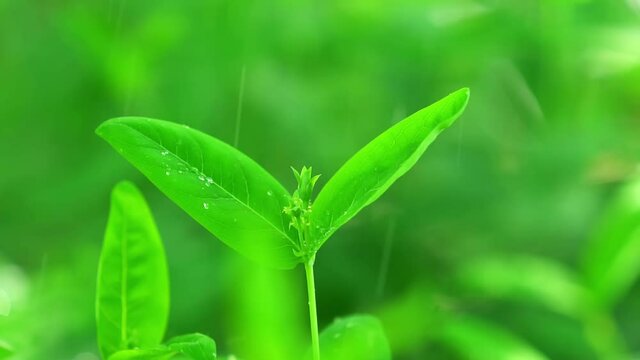 Closeup of raindrops on green sprout against blurred nature background