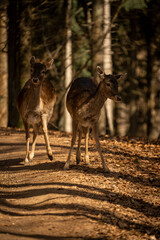 Obraz na płótnie Canvas Two deer in the forest