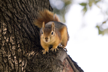Close up portrait of a Sciurus Anomalus, Caucasian squirrel on a tree trunk. They are common in Turkey, but their numbers are decreasing in the Levant.