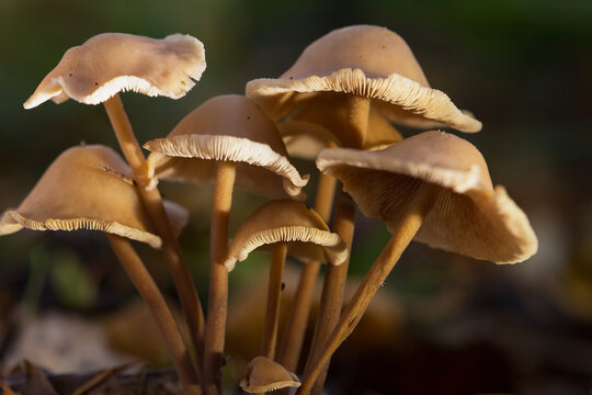 Mushrooms containing psilocybin in their natural environment. Hallucinogenic mushrooms close-up. Selective focus on the edges of mushroom caps. Shallow depth of field.