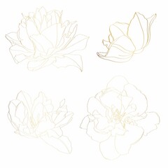 Golden floral elements. Tulips flowers with leaves branches set. Wedding concept. Floral poster, invite. Greeting card or invitation design elements.