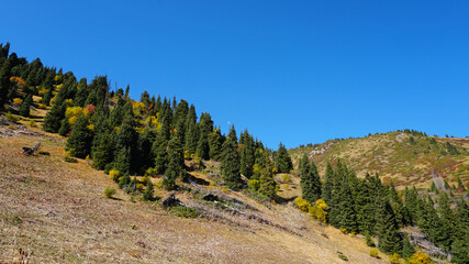 Landscape of autumn mountains and forests. Leaves on trees and bushes, grass shimmer orange-yellow. The fir trees are green, the sky is blue. There is snow on the mountains and hills in some places.