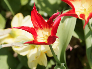 (Tulipa Aladdin) Gros plan sur fleur de lys 'Aladdin' de formes étoilée à pétales ouverts et pointus de couleurs rouge et coeur jaune