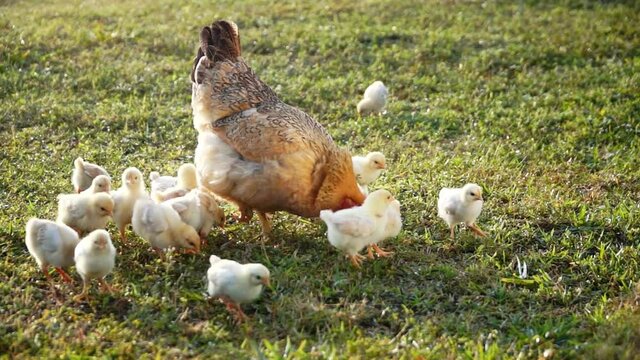A hen and a herd of chicks foraging on the grass in the rural morning
