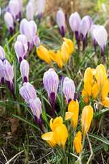 Crocus flowers, spring flowers