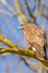 Buzzard in the forest. Sitting on a branch of a deciduous tree. Wildlife Bird of Prey, Buteo buteo. Detailed feathers in close up. Blue sky behind the trees. Wildlife scene from nature, sideview