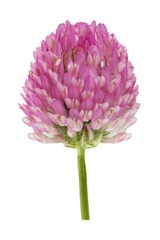 red meadow clover isolated on a white.