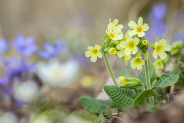 Oxlip (Primula elatior) growing on natural forest floor. Focus on the left blossom.