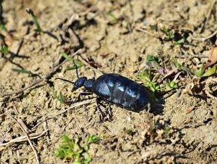 Schwarzblauer Ölkäfer (Meloe proscarabaeus), Weibchen