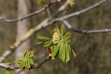 Close up of the flower buds of a chestnut tree