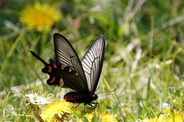 black butterfly in the field