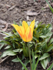 Tulipe à fleurs de lis 'Fire Wings' aux tépales recourbées et pointues panachée de rouge et jaune dans un feuillage vert moyen