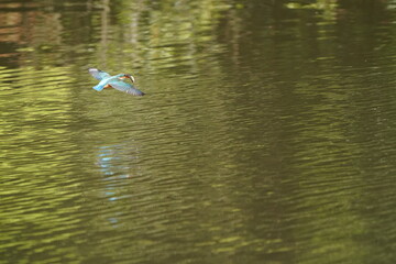 common kingfisher in the forest