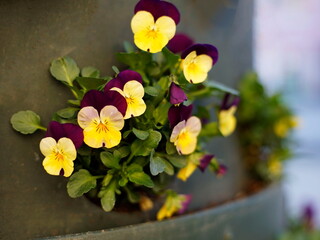 Close-up of beautiful pansy flowers outdoors in spring