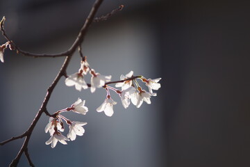 淡墨桜