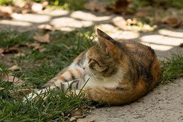 A stray calico cat lying on its side on grass, stares at left in a rather ignorant way. Warm image due to summer sun and shades.