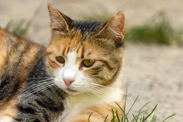 Portrait of a calico cat lying under sun and staring at something to the left of the observer. With...