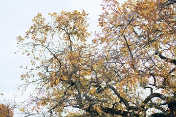 Autumn leaves on trees mountains travel landscape nature