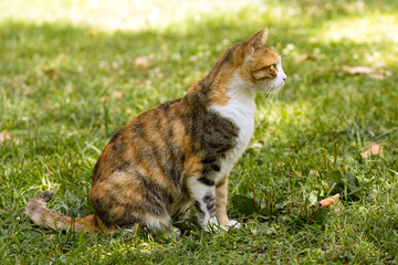 Naklejka na ściany i meble Full body side profile of a short fur tricolor cat staring at left sitting on grass at a warm summer day.