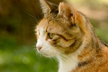 A young, short fur stray calico cat's head profile portrait with copy space and green bokeh.