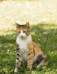 Naklejka na ściany i meble A young stray calico cat sitting on green grass in shadows in full body front portrait image.