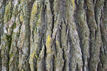 background of oak wood texture closeup