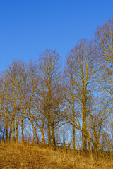 Obraz premium Morning light glowing on a rof of maple trees by a field of Toten, Norway, in spring.
