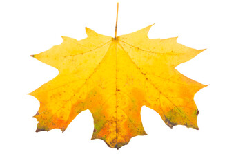 autumn maple leaves isolated