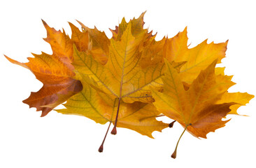 autumn maple leaves isolated
