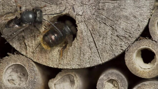 Close up of wild bees flying at insect hotel moving in and out wooden hole in slow motion
