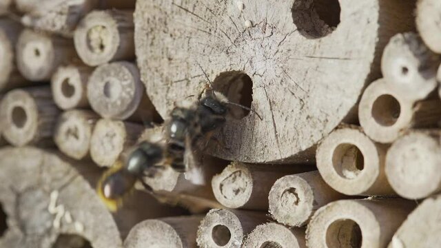 mason bees mainly males flying and sitting at insect house outdoors in garden in slow motion, close up
