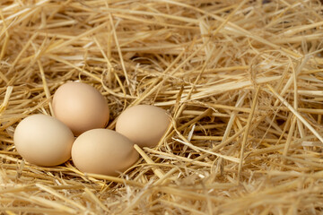 Fresh chicken eggs. Organic farm eggs on straw background. Copy space.