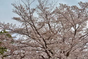 奈良の桜